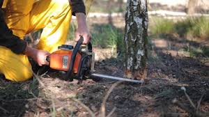 Best Tree Preservation Services  in Mason Neck, VA